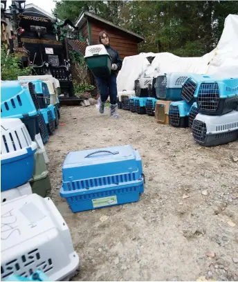  ?? PHOTO MARTIN ALARIE ?? Des chiens qui se cachaient dans les tiroirs et qui s’enfuyaient ont donné du fil à retordre aux agents de la SPCA Montréal qui ont mis plusieurs heures pour les sortir tous de la demeure.