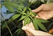  ?? MARKUS SCHREIBER — THE ASSOCIATED PRESS FILE ?? An employee shows a growing cannabis or hemp plant in a box at the Cannabis Museum in Berlin, Germany, on Aug. 15, 2023.