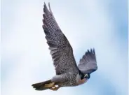  ??  ?? Below Right: A peregrine falcon in flight