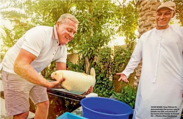  ?? — Photos: Dhes Handumon ?? TEAM WORK: Tony Pitham (L) demonstrat­es the proper way to handle any fish, not just koi, at the home of Dr Haidar Al Yousuf (R)