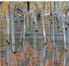  ??  ?? In Teilen des Weihers, der mitten im Wald liegt, ragt Totholz aus dem Wasser. Das ist ein wichtiger Lebensraum für etliche Tiere.