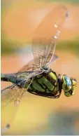  ?? Foto: dpa ?? Die blaugrüne Mosaikjung­fer gilt wie viele andere Libellen in Bayern als ge  fährdet.