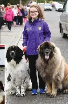  ?? Photos by Domnick Walsh ?? Gentle giants Blaze, left with Tralee owner Pat Kelleher and Savannah and Louis, above, with owner Andrea Fealy from Lixnaw.