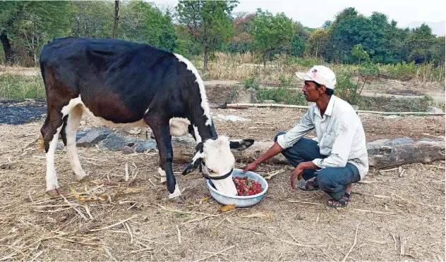  ?? Reuters ?? ↑
Anil Salunkhe feeds strawberri­es to his cow at Darewadi village in Satara district in the western state of Maharashtr­a.