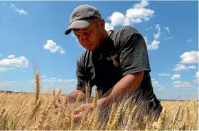  ?? AP ?? Farmer Andriy Zubko checks wheat ripeness in Donetsk region, Ukraine.