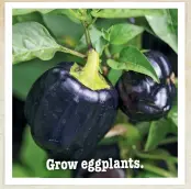  ??  ?? Grow eggplants.