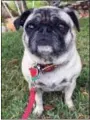  ?? SOLVEJ SCHOU VIA AP ?? This photo shows 6-yearold pug Lola, owned by the 31-year-old daughter of Altadena couple Cynthia Rodriguez, 64, and Geraldo Rodriguez, 66, and was taken in Pasadena