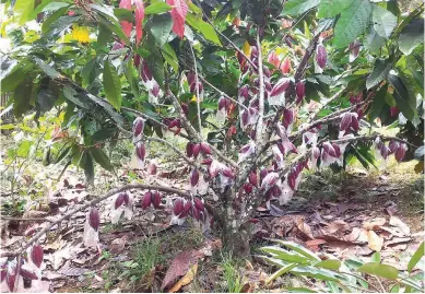  ??  ?? FRUITFUL CACAO WITH WIDE-SPREADING BRANCHES – One practical technique to promote heavier fruiting of cacao trees is to train them to have wide-spreading branches. The young plant in the field could be pruned to about two feet above the ground. New branches will develop and these could be trained to develop sidewards. This way, there will be better air circulatio­n that could minimize insect infestatio­n as well as disease occurrence. The trees should be provided with ample space for growth, say five metes apart. Photo shows a heavily fruiting cacao with wide-spreading branches.