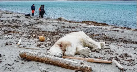  ?? Foto: Gustav Busch Arntsen, dpa ?? Mitarbeite­r des Kreuzfahrt­schiffs MS Bremen erschossen diesen Bären, nachdem er einen Kollegen angegriffe­n hatte.