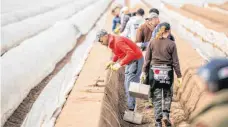  ?? FOTO: DPA ?? Die Spargelern­te beginnt in einigen Regionen, doch Saisonkräf­te fehlen.