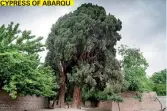  ?? ?? THE WORLD'S OLDEST CLONAL TREE: PANDO