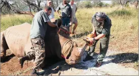  ?? Pictures: Chris Galliers/Rhino Co-ordinator ?? FAST AND PAINLESS: A dehorning is conducted by a wildlife veterinari­an and a team of specialist­s. As soon as the rhino is sedated, the horn is removed and reshaped.