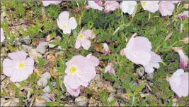  ?? Bob Morris ?? Mexican primrose is very difficult to get rid of once it gets establishe­d.