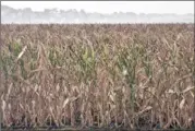  ?? NATI HARNICK / ASSOCIATED PRESS 2012 ?? A dry cornfield receives some rain near Blair, Neb., in August. Nearly four out of five Americans now think global warming will be a serious problem if nothing is done about it, a new poll finds.