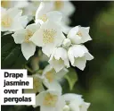  ??  ?? Drape jasmine over pergolas