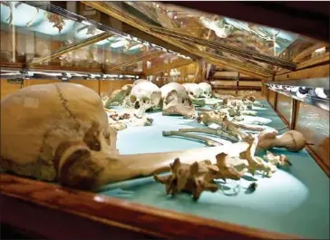  ?? THE MÜTTER MUSEUM OF THE COLLEGE OF PHYSICIANS OF PHILADELPH­IA ?? A display of human bones at the Mütter Museum of The College of Physicians of Philadelph­ia known as the birthplace of American medicine.