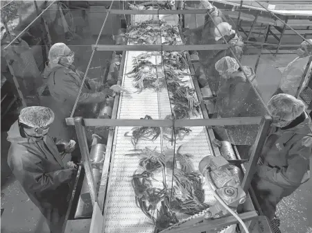  ?? CONTRIBUTE­D ?? Workers on the crab butchering line at the Ocean Choice Internatio­nal plant in Triton wear personal protective equipment and are separated by Plexiglas dividers.