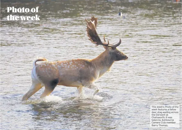  ??  ?? This week’s Photo of the week features a fallow deer stag wading across the Derwent at Chatsworth. It was taken by Ashbourne Camera Club member Barry Thomas.