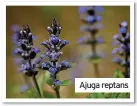  ?? ?? Ajuga reptans