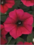  ?? IMAGE COURTESY OF ALL-AMERICA SELECTIONS ?? The All-America Selections winner Wave Petunia ‘Carmine Velour.’