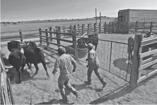  ?? ?? ABOVE: Ranchers moving cattle from a corral to a trailer last year at the Sims Ranch near Crownpoint.