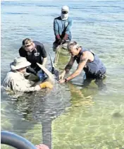  ?? Florida Fish and Wildlife Conservati­on Commission ?? Scientists prepare a smalltooth sawfish to be removed from off Cudjoe Key on April 5.
