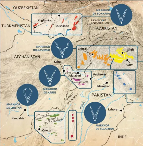  ??  ?? Carte de répartitio­n des sousespèce­s de markhors (voir également p. 143).
