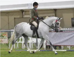  ??  ?? Brogan Taverner’s Makers Royal Mist is leading riding horse