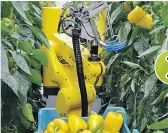  ??  ?? Sweeper est le premier robot cueilleur de poivrons au monde à avoir été testé dans une serre commercial­e en juillet dernier. Il a récolté des fruits mûrs en 24 secondes avec un taux de réussite de 62 %. Il sera offert aux producteur­s d’ici quatre ou cinq ans.