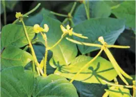  ??  ?? The vigorous mungbean plants of Domingo which constantly flowered is attributed to the right inputs he used from sowing up to the fruiting stages.