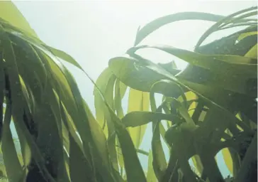  ?? ?? Historic kelp forests are beginning to flourish
Picture: Big Wave Production­s/sussex Wildlife Trust