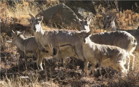  ??  ?? White-bellied musk deer are highly vulnerable because of the musk pod they carry in their abdomen