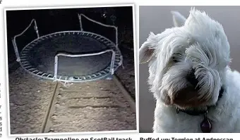  ??  ?? Obstacle: Trampoline on ScotRail track Ruffed up: Terrier at Ardrossan