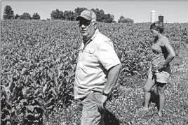  ?? CALWOODWAR­D/ASSOCIATED PRESS ?? Farmer Roger Rainville and University of Vermont researcher Heather Darby examine a field of milkweed on Rainville’s farm along the Canadian border, in Alburgh, Vt.