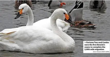  ?? Steve Heaven/WWT/SWNS ?? Fortune Two and Combo were the first Bewick’s swans to complete the 2,000-mile migration