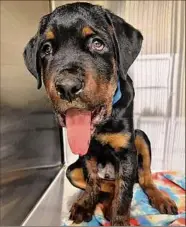  ?? Mohawk Hudson Humane Society / ?? A Rottweiler puppy is now in the care of the Mohawk Hudson Humane Society after he was found with broken ribs and a fractured jaw last week near a gas station. The shelter is seeking donations to assist with his care.