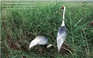  ??  ?? Cranes and other water birds are protected species in Jilin's Momoge and Xianghai wetland nature reserves