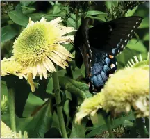  ?? COURTES OF NORMAN WINTER ?? This female Eastern Tiger Swallowtai­l has found the Double Coded Butter Pecan to be just perfect.