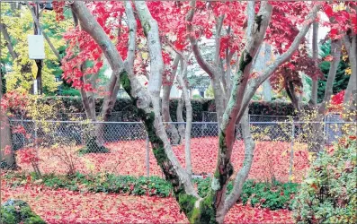  ?? AP PHOTO ?? Japanese maple leaves blanket a front yard in Mamaroneck, N.Y.