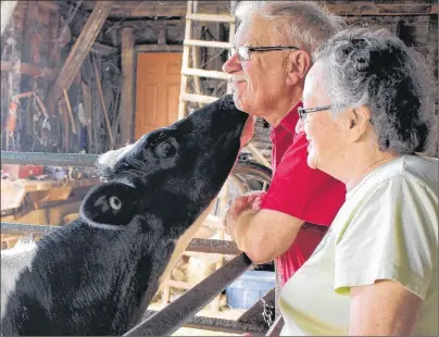  ?? MILLICENT MCKAY/JOURNAL PIONEER ?? Smith Gunning receives a lick from a calf as his wife, Marjorie, gives a chuckle.