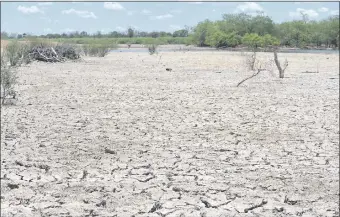  ??  ?? Al norte de Gral. Díaz se encuentra una laguna. El sitio está casi totalmente seco. Alrededor se pueden observar restos de animales silvestres muertos de sed.