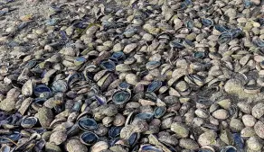  ?? PHOTO: EVELYN THORN ?? Shell beach . . . Dead and dying paua on a Kaka Point beach.