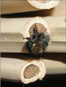  ?? MACE VAUGHAN/XERCES SOCIETY ?? Species of mason bee are effective pollinator­s and are among wild bees most likely to use bee nests.