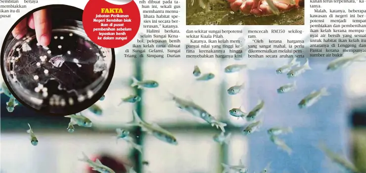  ??  ?? ANAK benih ikan kelah berusia sebulan yang mencecah saiznya 1/2 inci diternak di dalam akuarium di A Farm Agrotech Kampung Kapal, Lenggeng.