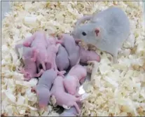  ??  ?? KATSUHIKO HAYASHI/ The Associated Press An adult mouse, which was born from an egg cell produced from
a skin cell, and her pups, which were born normally.