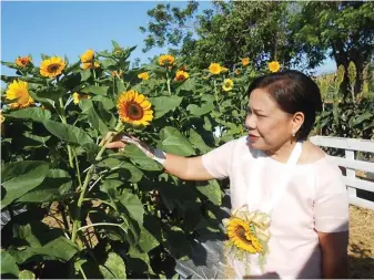  ??  ?? Sen. Cynthia Villar posing with sunflower at the Sunflower Maze at the Tayug experiment station of Allied Botanical in 2017.