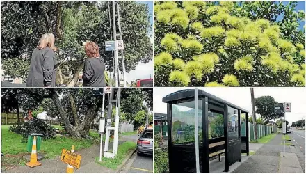  ?? STUFF AND SUPPLIED/JACQUI GEUX ?? The yellow pohutukawa is believed to be a ‘very rare’ tree, with only a handful in Auckland.