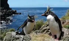  ?? Glass/RSPB/PA ?? Rockhopper penguins on Tristan da Cunha will be among a wealth of marine life to benefit. Photograph: Trevor