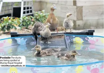  ??  ?? Poolside The ducks are being spoiled at Murray Royal Hospital 150520Murr­ayRoyalDuc­ks_03
