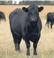  ??  ?? ■ The World Angus Forum celebrates our iconic breed.